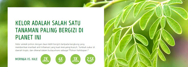 Moringa obat herbal hiv paling populer