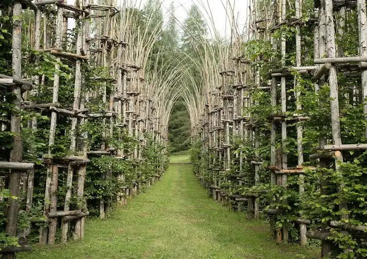 Mind-Blowing Photos Of Cathedral Made Of Trees