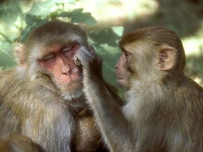 Pictures of Funny Monkeys