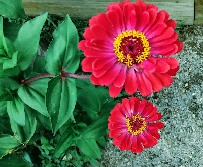 huge zinnias bright petals