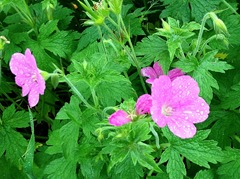 geranium2