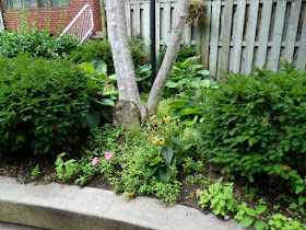 Toronto Downtown Courtyard Cleanup Before by Paul Jung Gardening Services--a Toronto Gardening Company