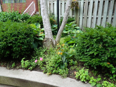 Toronto Downtown Courtyard Cleanup Before by Paul Jung Gardening Services--a Toronto Gardening Company