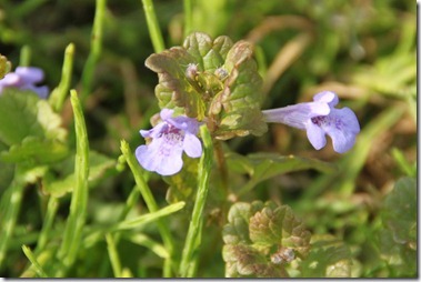 Hondsdraf,カキドオシ（垣通し）,Glechoma hederacea（学）,