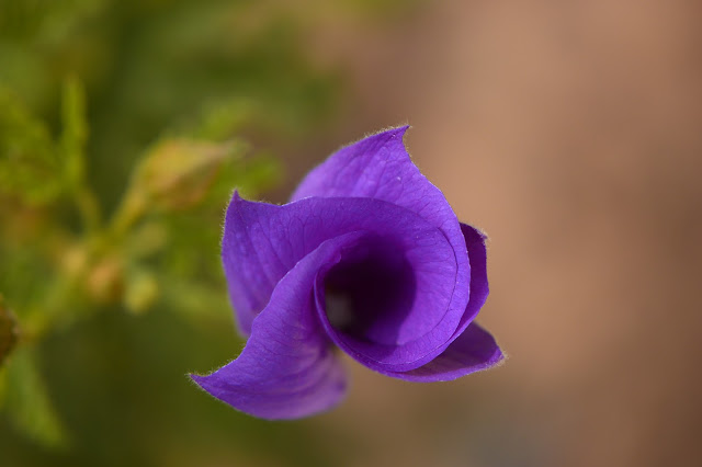 alyogyne huegelii, blue hibiscus, photography, desert garden, australian plants, amy myers, small sunny garden