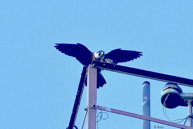 Peregrine Falcon (Shaheen) Falco peregrinus