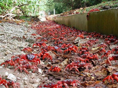 Cangrejo Rojo (Gecarcoidea natalis)