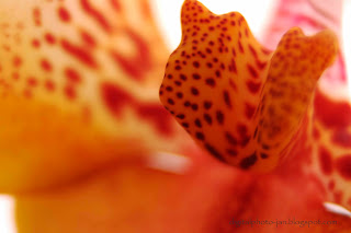 Orchid macro photography