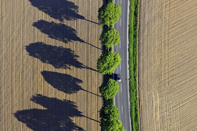 Row of trees on a field boundary