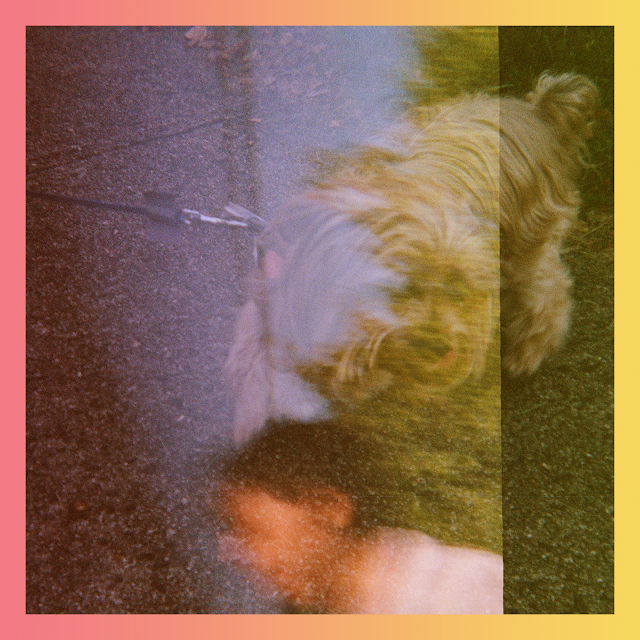Double exposure of small dog and blurred person