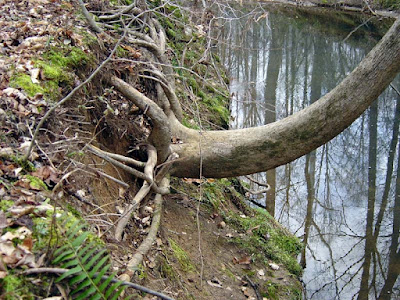 Creekside tree