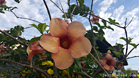 flor-alamanda-chocolate