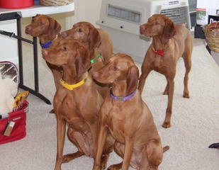 More of Lily's family. L to R Beckett, Q, Diamond, Lily, and Finley in back