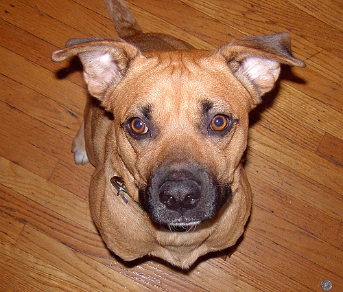 Beagle Boxer: Boxer Rhodesian Ridgeback Mix