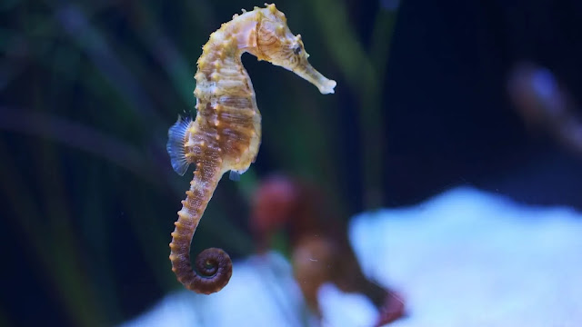 Sea Horse