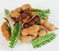 Tamarind Tree/ Tamarindusindica [The Medical Plant]