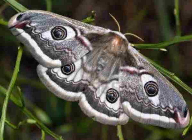 Императорская моль (Saturnia pavonia)