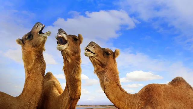 Camels