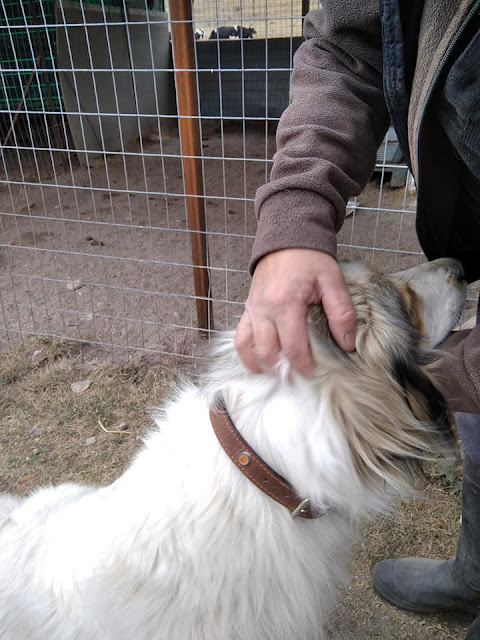 Greek rescue stray dog