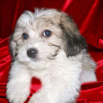 Maltese Puppy