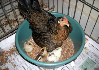 bantam hen and chicks, La Ceiba, Honduras