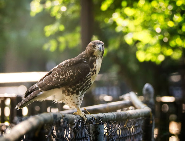 Fledgling red-tailed hawk on a fence in Tompkins Square