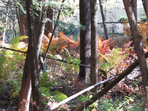 autumn ferns