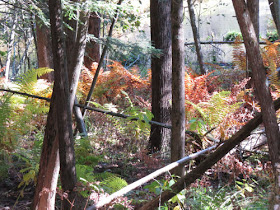 autumn ferns