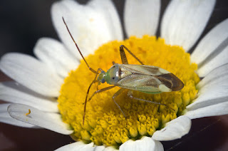 Adelphocoris lineolatus