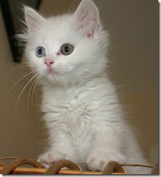 77- gatos blanco o crema (2)- buscoimagenes