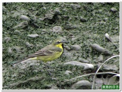 20120420_161220_019_HuaJiang