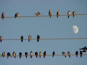 [Martins with an evening moon]