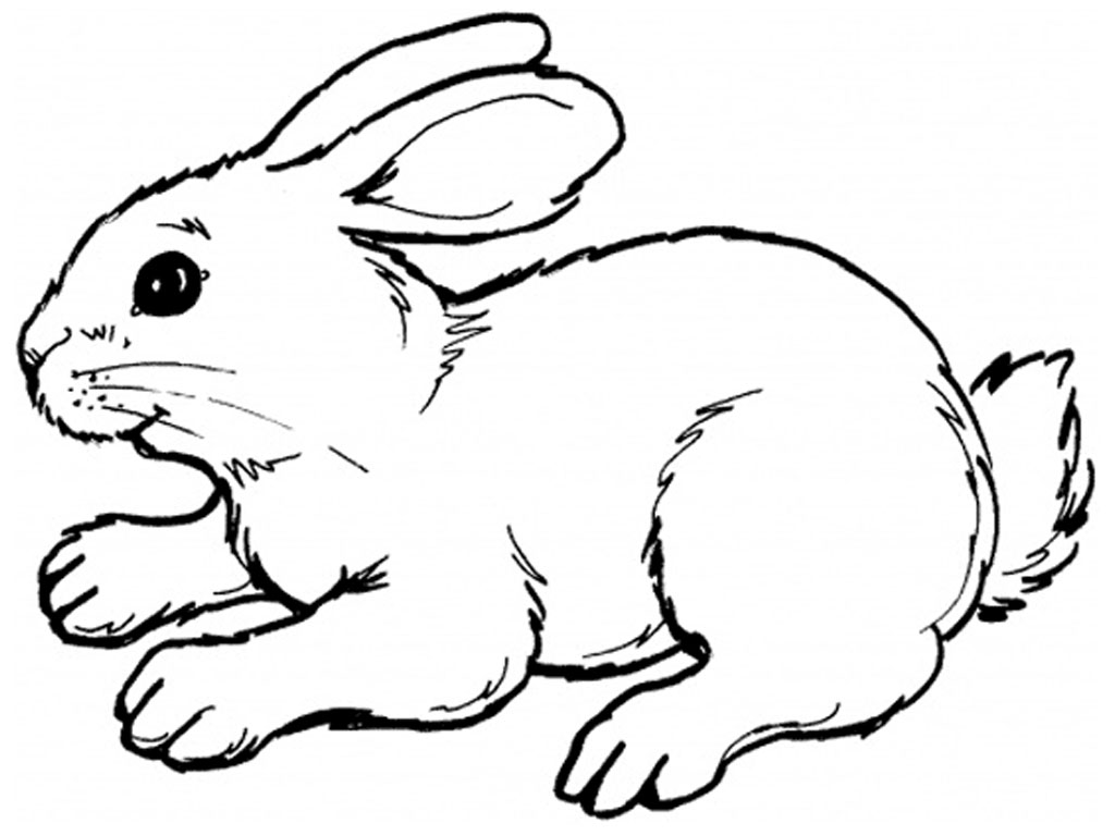 Rabbits Coloring Pages Realistic  Realistic Coloring Pages