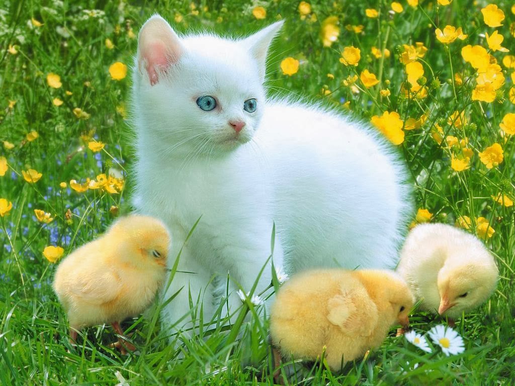 ANIMALS PICTURE Gambar  Kucing  Putih Dengan Anak Ayam 