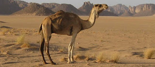 Ø£Ø¬Ù…Ù„ ØµÙˆØ± Ø¬Ù…Ù„ Ø£Ø¬Ù…Ù„  ØµÙˆØ± Ù†Ø§Ù‚Ø© Ø£Ø±ÙˆØ¹ ØµÙˆØ± Ø¬Ù…Ù„ Camel