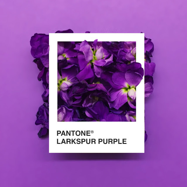 Pantone Flowers, un colorido proyecto realizado con hermosas flores