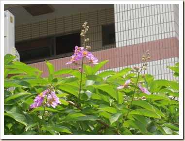 clip_image001