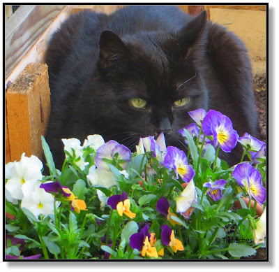 Katze mit Blumen