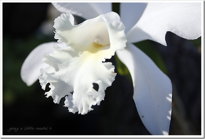 orchid copy