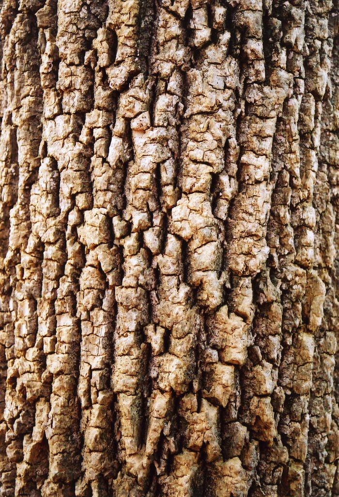 cherry tree bark. cherry tree bark