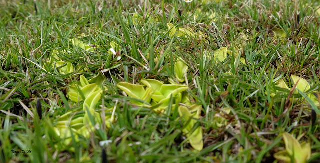 Sierra de Nevada,Jérez. Pepita Estévez Sierra Nevada,Jérez del Marquesado