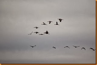IMG_1501