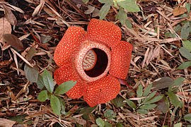 La flor más pesada del mundo