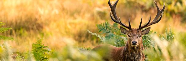 A red deer in Richmond Park, London