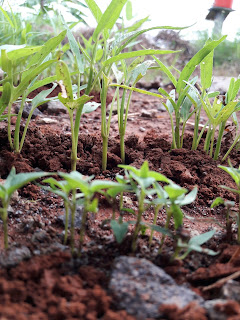 Spinach and Water Spinach Sprouts in Direct Sow Garden Soil