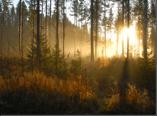 suomalainen syys metsä suppilovahvero 110