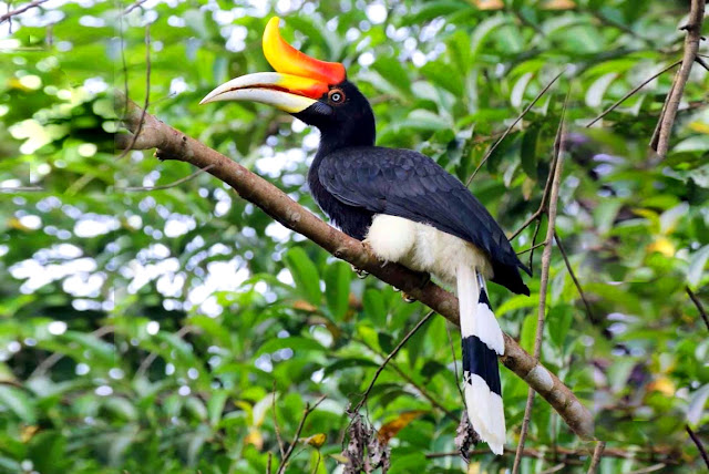 Wisata Alam Belaban Taman Nasional Bukit Baka Bukit Raya