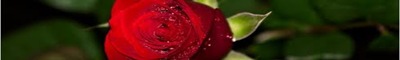 rosa lungajpg