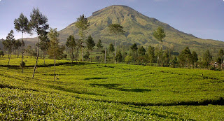 Wisata di Perkebunan Teh Tambi