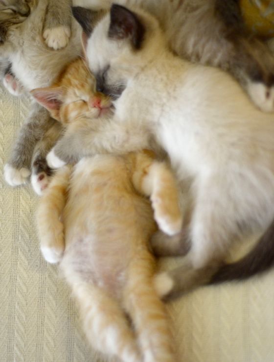 It's a cuddle puddle of cuteness and love. When the sleepy bug bites, little foster kitties snuggle up together.